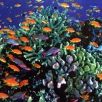 Satellites enable 3D maps of Great Barrier Reef - SatellitePro Middle East